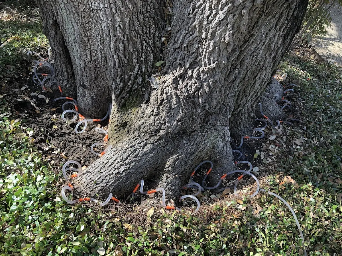 Detailed Tree Cabling and Bracing job site in Anna
